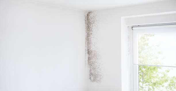 Forensic Mold Investigation in Lodi, CA