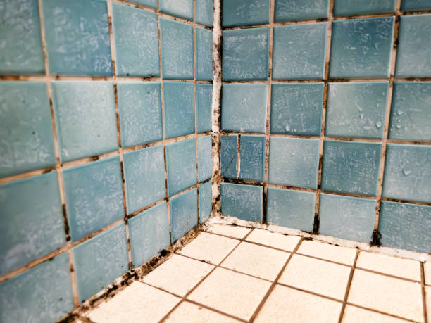 Best Mold Prevention Services  in Lodi, CA